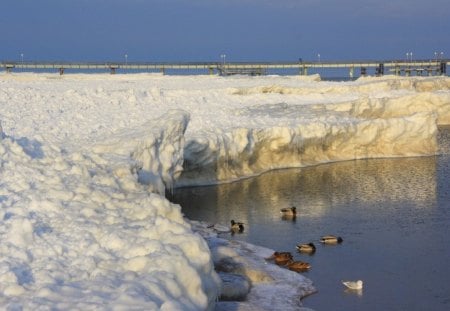 *** Frozen seashore *** - frozen, white, winter, nature, snow, seashore