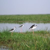 Black-winged Stilt