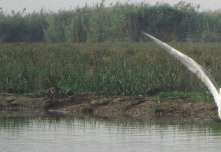 Whiskered Tern - fujo, lema, duki, gupl