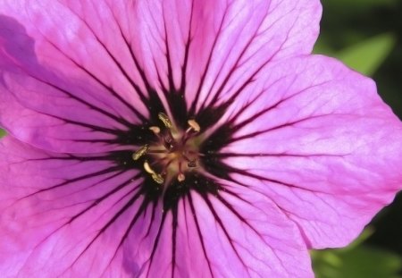 ~Sweet Petunia~ - flower, purple, pretty, pink, seasons, spring, nature, petunia