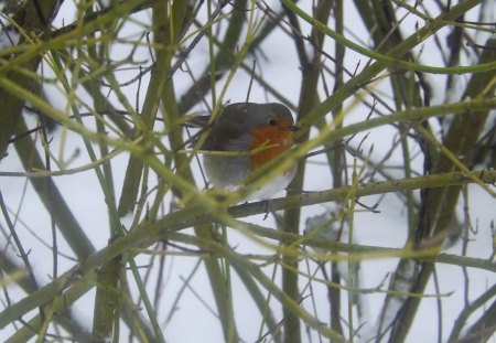 Chubby lil Robin - winter, robin, bird, snow