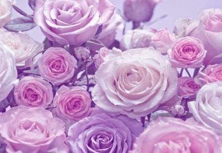 * Tender roses * - roses, pink, tender, bouquet, flowers