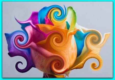 COLOURFUL CURLY ROSE