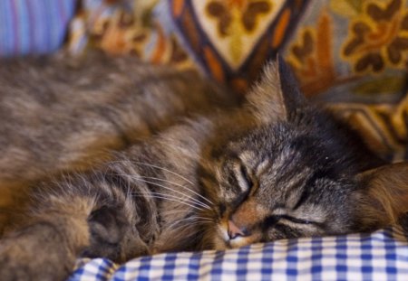 Sleeping away - cute, paws, sleeping, cat