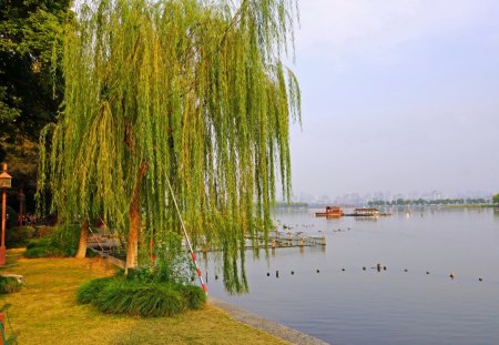 *** Willow grows on the lake *** - water, nature, green, lake, rass, willow, leaves