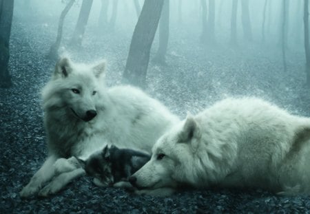 Wolf Family - white, forest, family, wolves