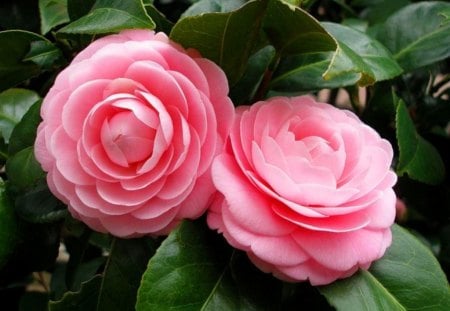 Two  pink roses