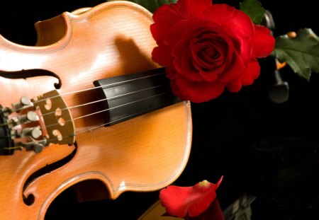 Rose on Violin - photography, wallpaper, instrument, lovely, abstract, red, violin, new, flower, red roses