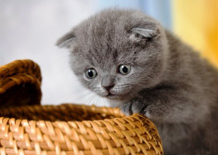 What could be in a basket ? - cat, curiosity, kittens, carefully, basket, discover, animal, look, small, cute