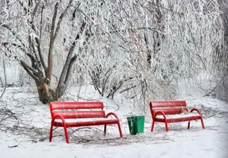 A spot of color - trees, winter, red, benches, cold, snow