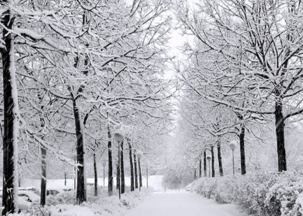 Rows of white - trees, popular, parks, winter, wallpaper, nature, cold, empty, snow, rows