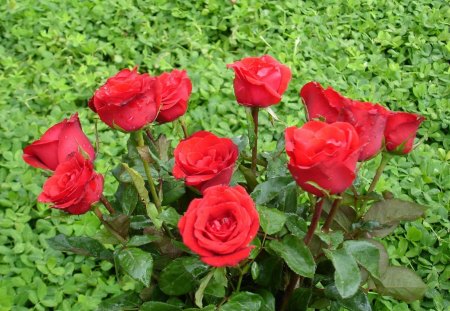 roses❥•٠٠in nature - roses, nature, red, green, red roses