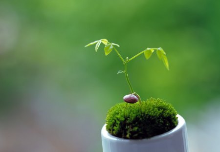 small  - vase, green, small, lovely, tree