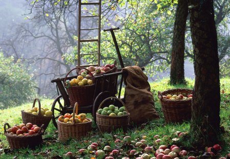 apple in beautiful nature