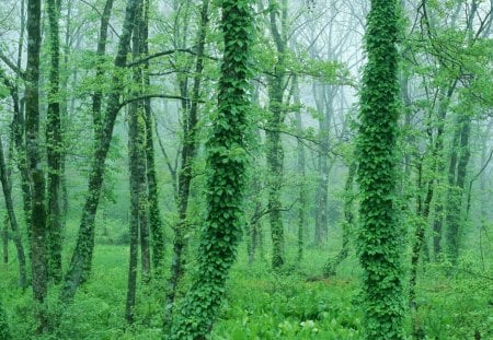 dressed tree - nature, forces of  nature, green, tree, dressed