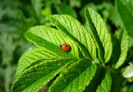 one ladybug on the leaf - ladybug, nice, green, one, leaf