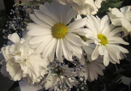 Bouquet of daisies - white, yellow, photography, flowers, daisies