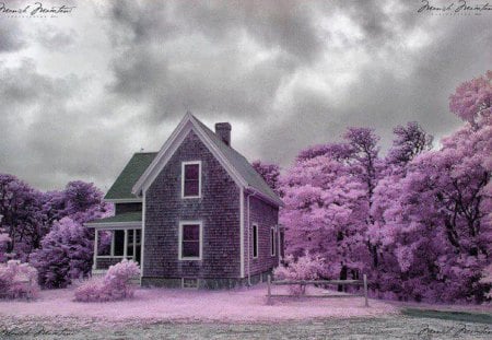 At Home in Cool, Misty Lavender