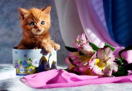 Surprise ! I'm right here - beautiful, small, pink, surprise, cat, flowers, animal, kittens, cute, box, gift