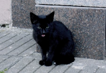 Black cat (My photography) - black cat, cat, black, black cats, animal, cute, cats, animals, kitty