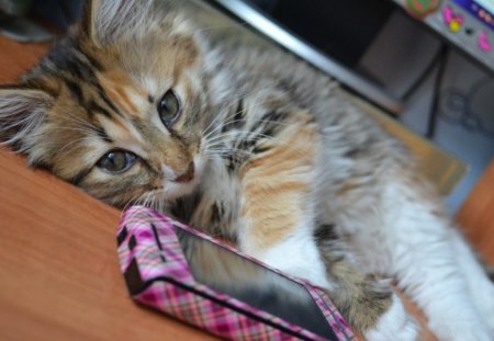 Tired cat - box, tired, animal, pink, cute, cat