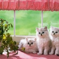 Sweet Kittens