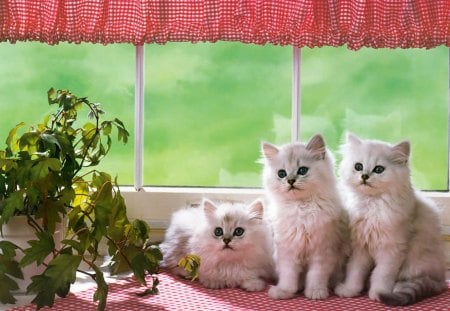 Sweet Kittens - kitchen, window, kittens, plant, valance, curtain