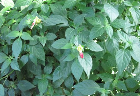 A fabulous day at Edmonton garden 01 - red, flowers, photography, leaves, yellow, green