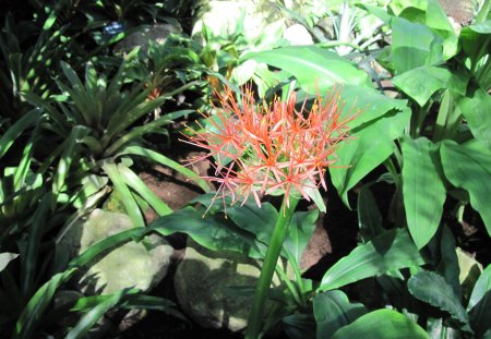 A fabulous day at Edmonton garden 05 - red, flowers, photography, leaves, orange, green