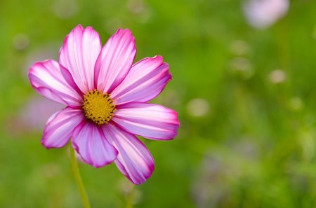 Pink Flower - flower, nature, pink, beautiful