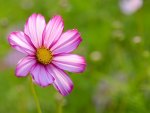 Pink Flower