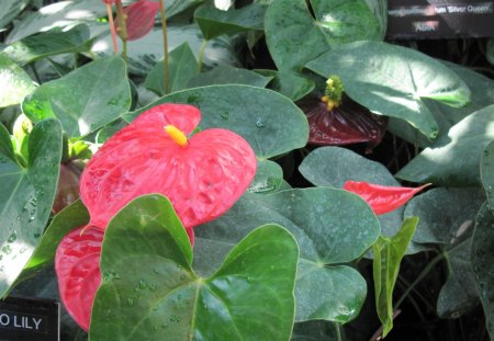 A fabulous day at Edmonton garden 18 - flamingo lily, Flowers, yellow, red, green, photography