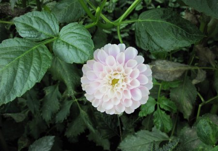 A fabulous day at Edmonton garden 38 - white, yellow, dahlia, photography, leaves, green, flowers