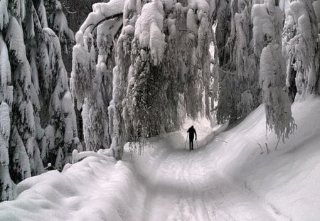 Cross country - white, winter, skiing, bent, trees, snow