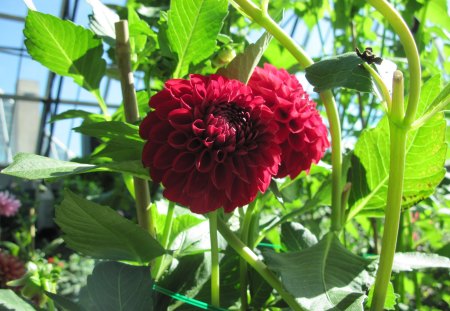 A fabulous day at Edmonton garden 45 - dahlia, red, photography, green, flowers