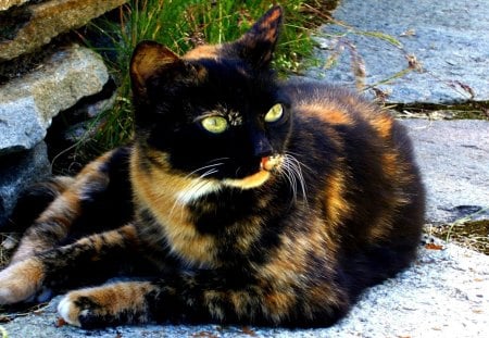 my name is cally I am loveable - cute, breed, cat, calico