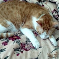 Sleeping Cat (4)