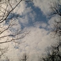 Pecan Trees (3)