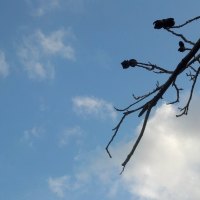 Pecan Tree & Sky