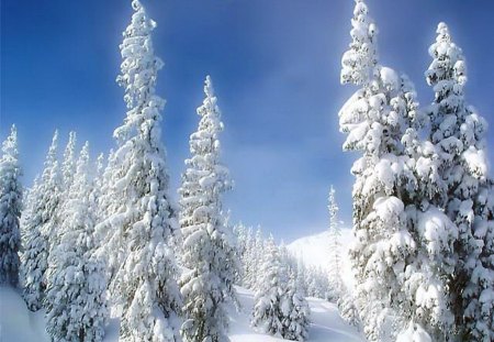 Forest mountain snow - snow, cold, trees, winter