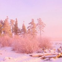 Winter pink and gold