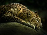 Lurking leopard