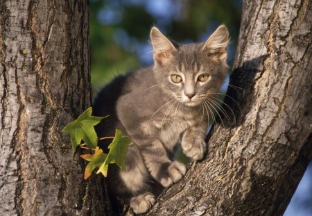 I CAN SEE BETTER UP IN THE TREE - sweet, loveable, cute, kitty