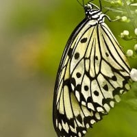 butterfly on a white flower