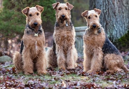 Three friends - three, forest, dogs, grass