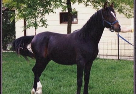 Skowronek's Prince - horses, black bay, arab saddlebred, arabian