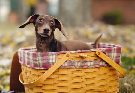 *** Dachshund in a basket *** - baskiet, dogs, anmal, dog, animals