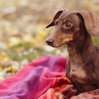 *** Dachshund ***