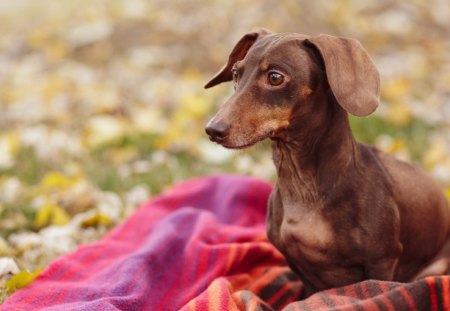 *** Dachshund *** - dog, dachshund, animals, lovers