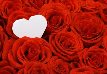 *** Happy Valentine's Day *** - flowers, roses, heart, nature, valentines, red, flower, day